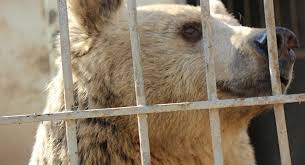 سادية «الدواعش»..