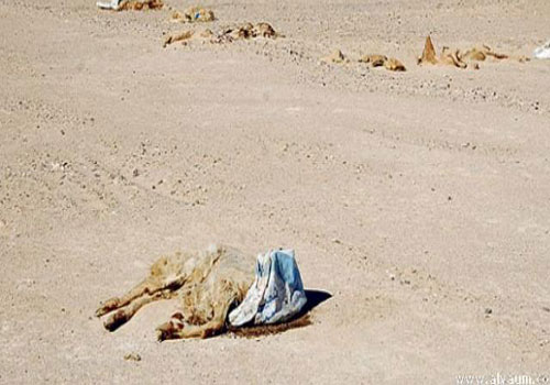 «الحيوانات المفخخة»..