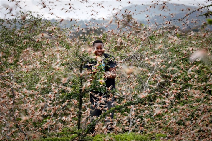 معركة الجراد الجامح..