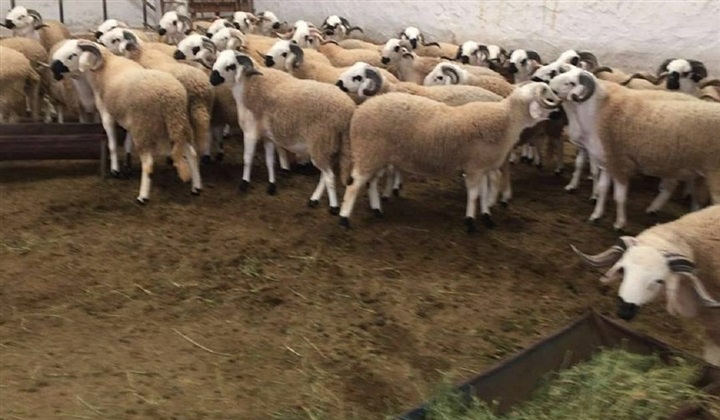 بعد انهيار البيتكوين..