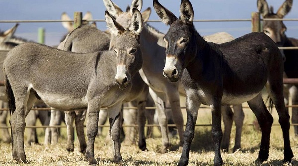  حمير وطيور مفخخة..