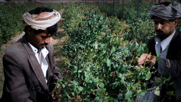 ضريبة الحياة في اليمن..