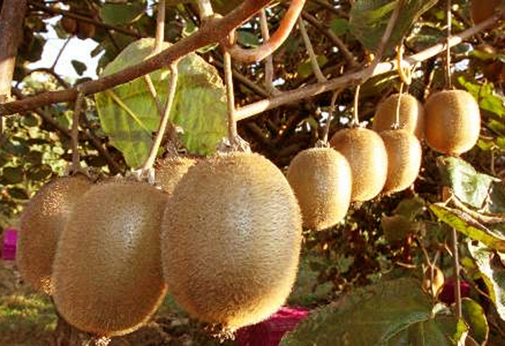 فاكهة الملالي الفاسدة..